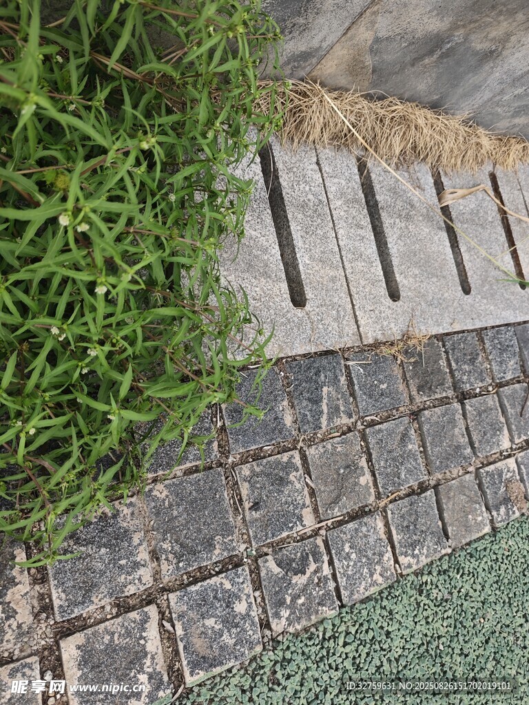 磚石小徑旁的翠綠植物
