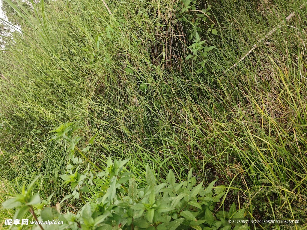 野外繁茂的綠色草叢