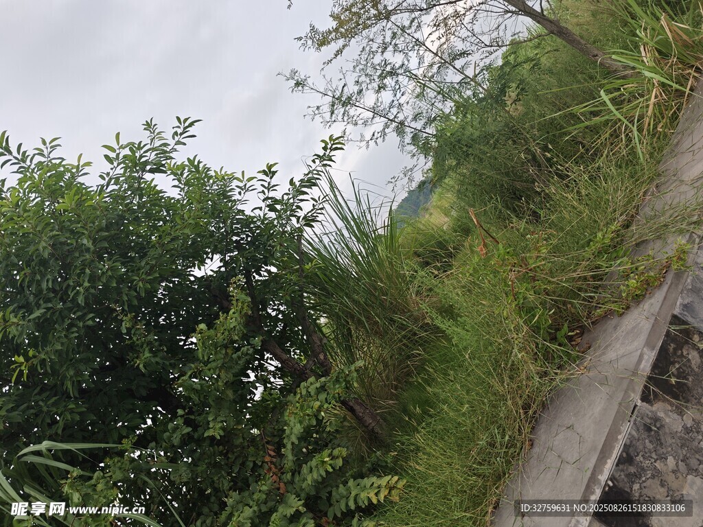 山間小徑旁的蔥郁草木