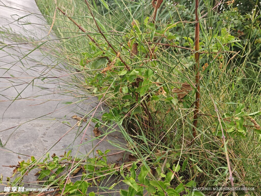路邊生長(zhǎng)的綠色植物