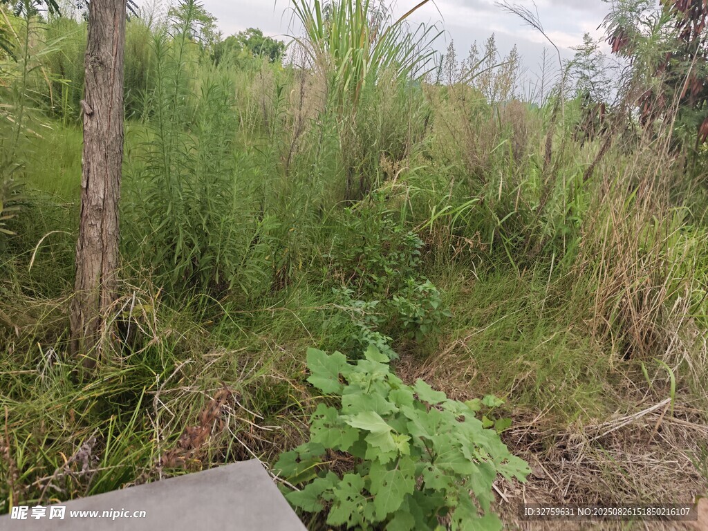 野外茂密雜草植物景象