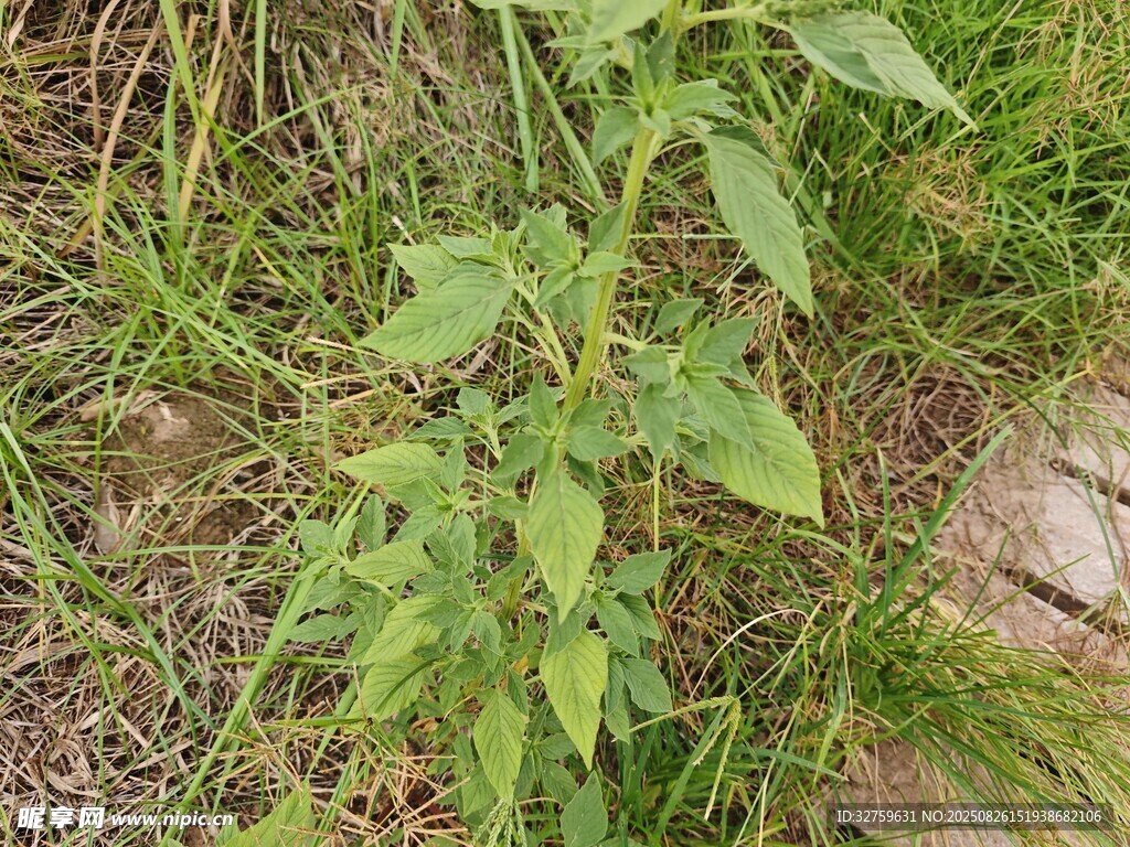 野外生長(zhǎng)的綠色植物