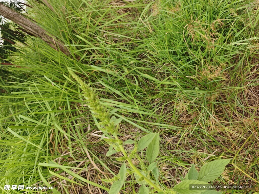 翠綠草地中的多樣植物