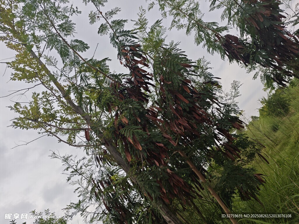 枝頭紫果伴綠植