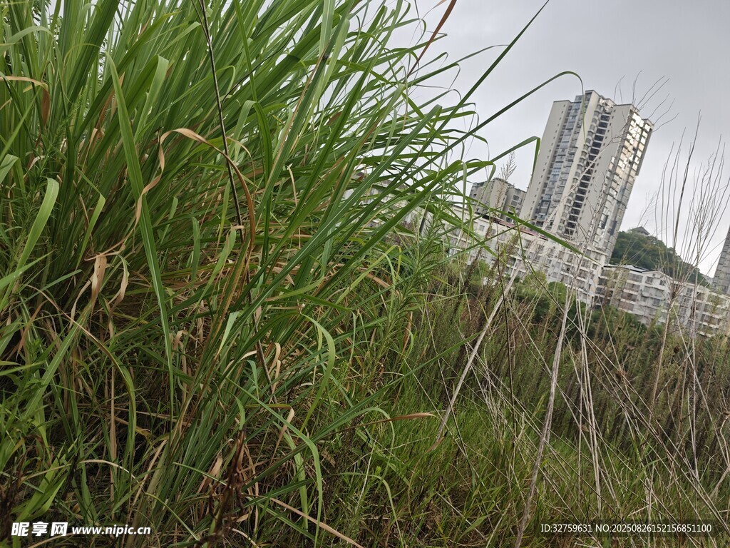 草叢中的建筑遠(yuǎn)景