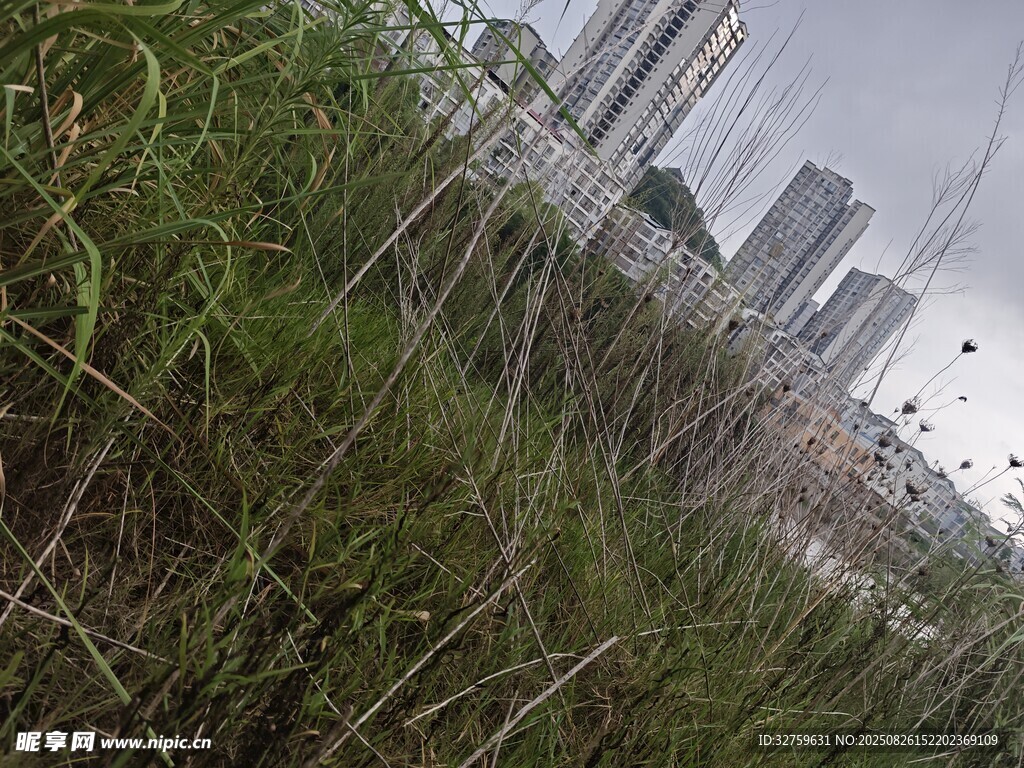 城市邊的繁茂野草景觀