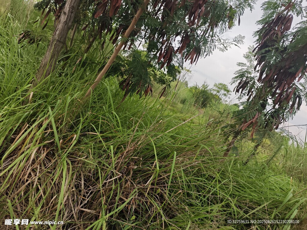 野外繁茂的草地與樹木