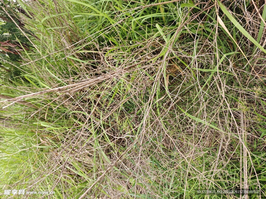 野外茂盛草叢景象