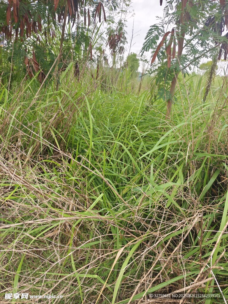 野外茂盛草地景觀
