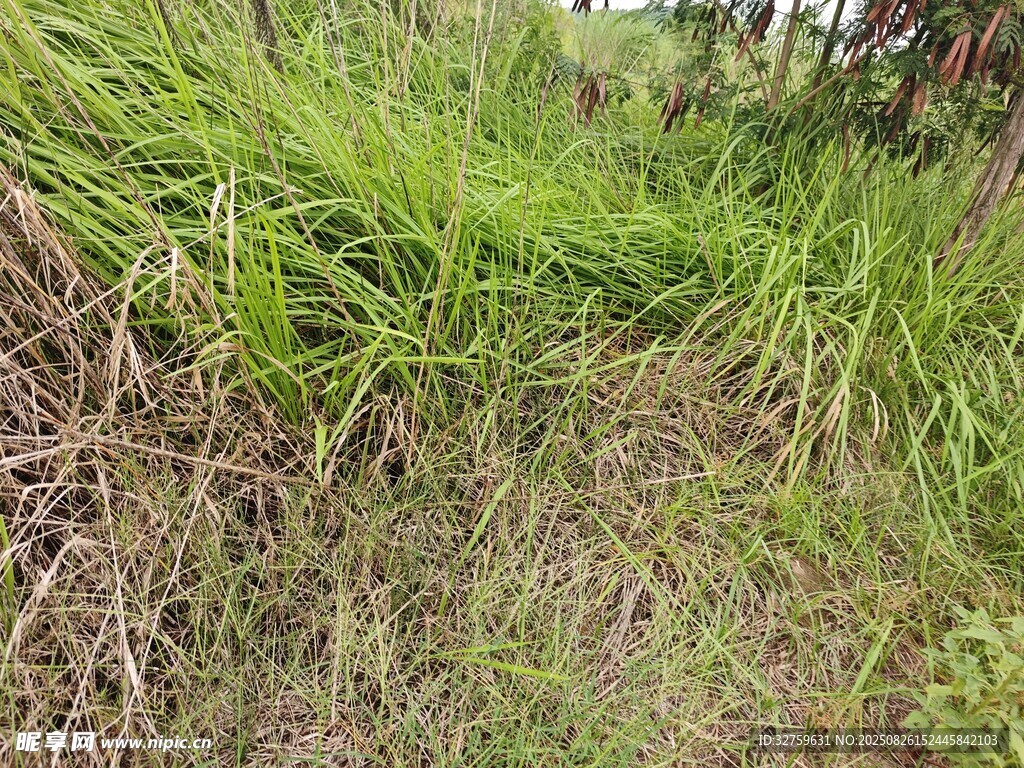 野外叢生的綠色與枯黃雜草