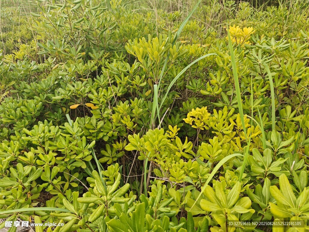 綠意盎然的野生植物景觀