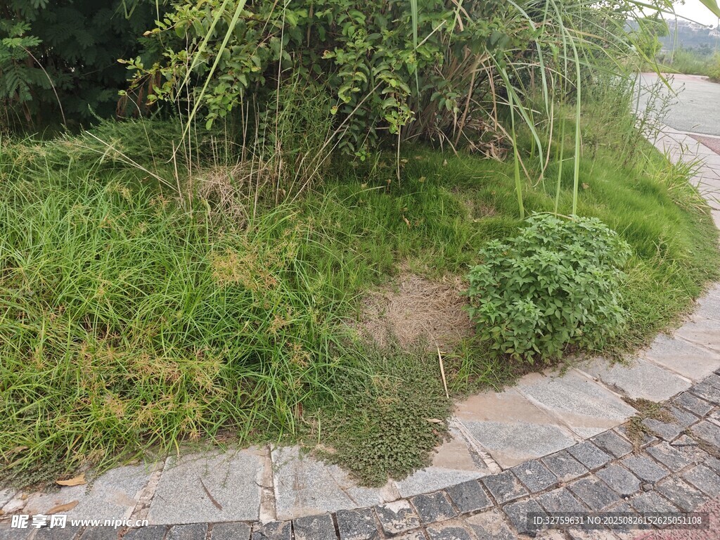 路邊綠意盎然的草地景觀