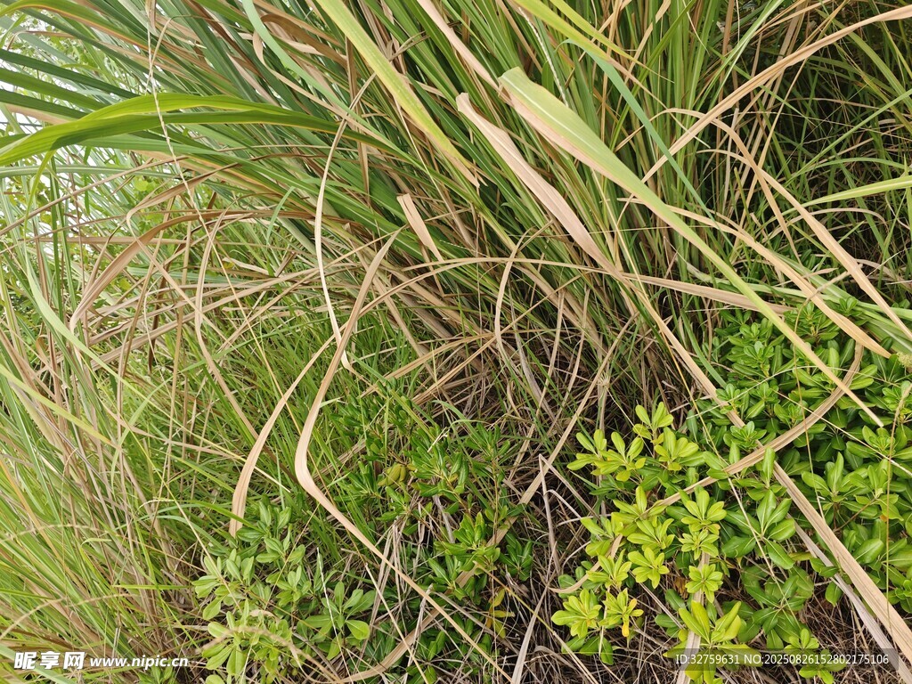 野外草本植物景觀
