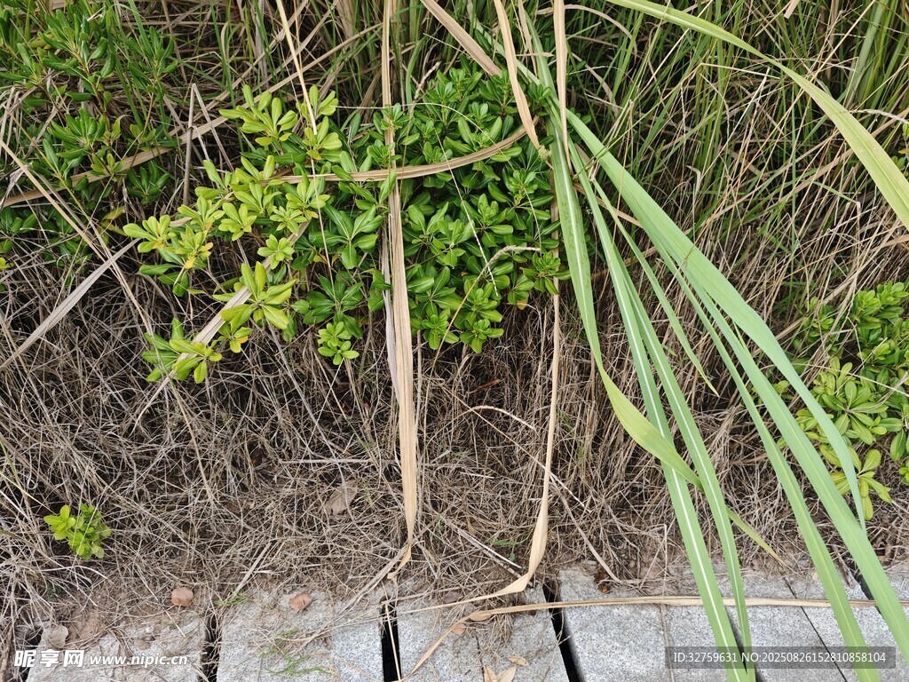 野外叢生的綠植與細(xì)長(zhǎng)植物