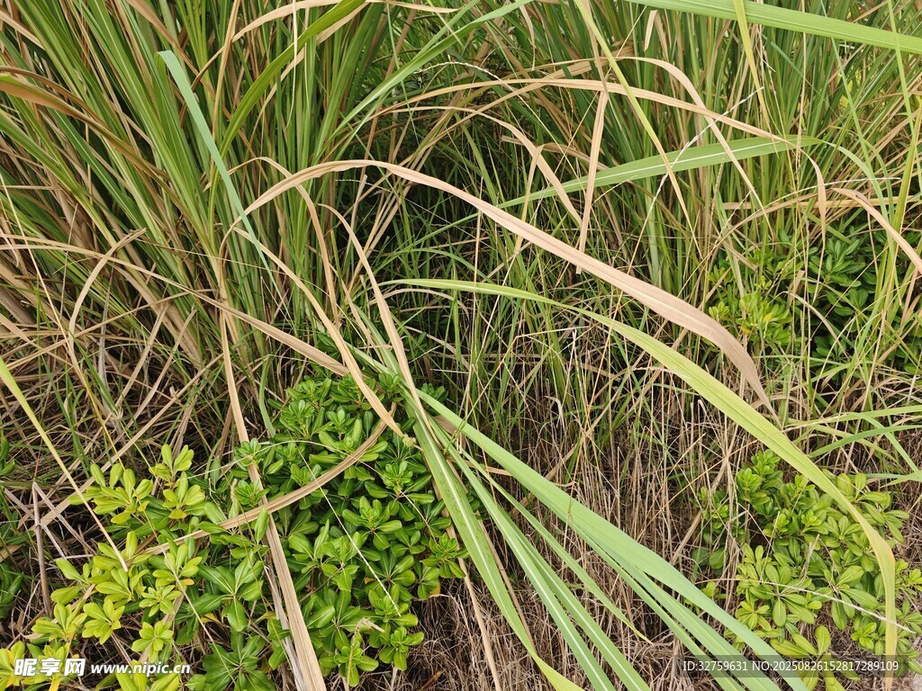 草叢中的綠色植物景觀