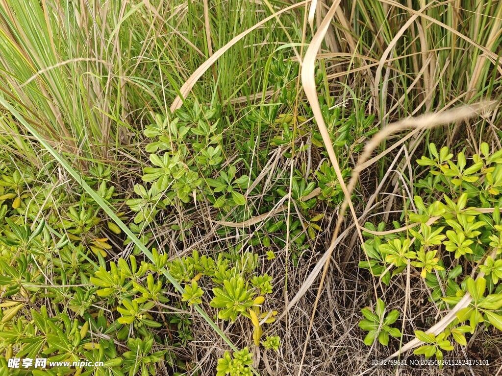 野外叢生的多樣綠色植物