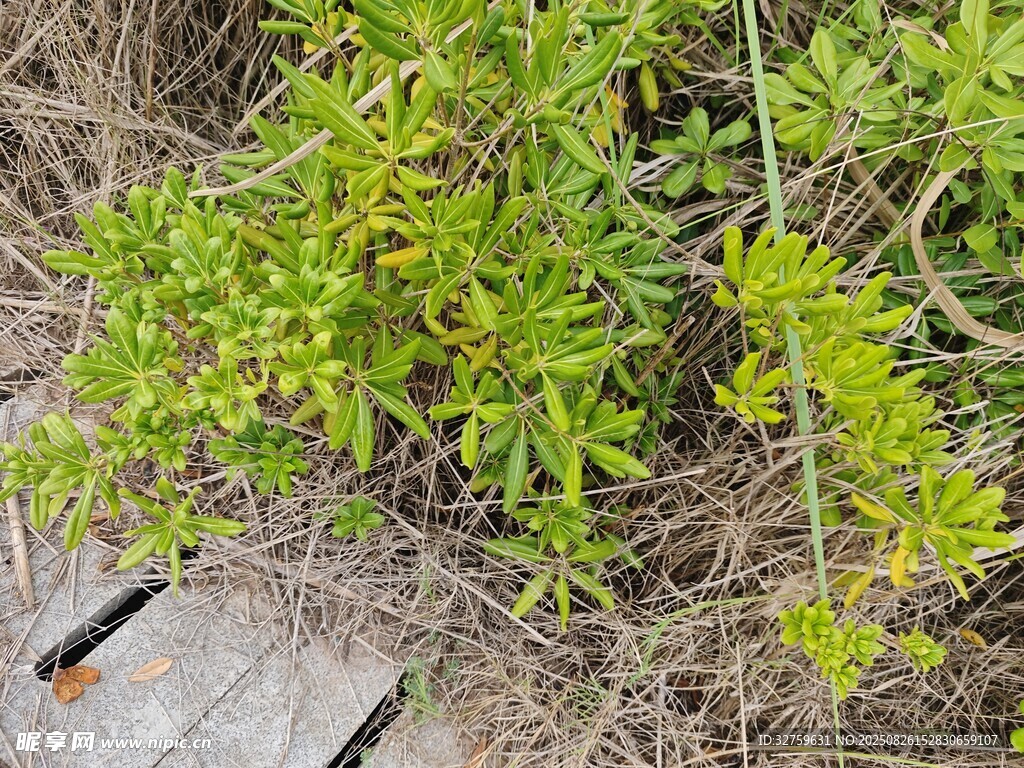 綠葉植物生長在木棧道旁