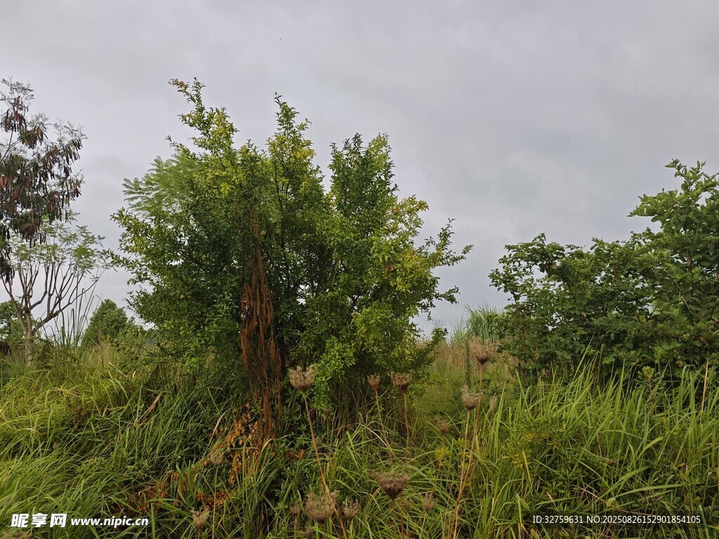 野外繁茂綠植景象