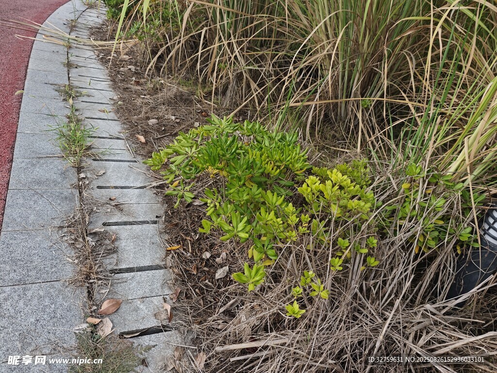 路邊綠植與步道景象