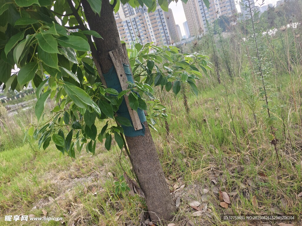 樹(shù)干上的藍(lán)色裝置