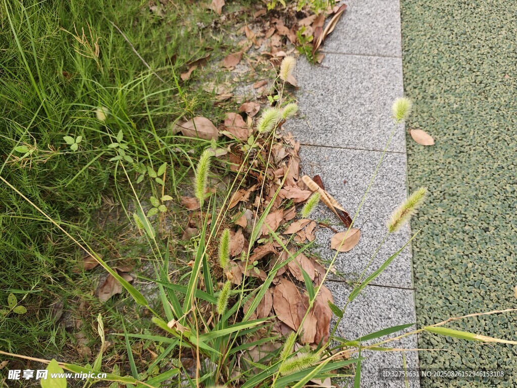 路邊草地與落葉景象