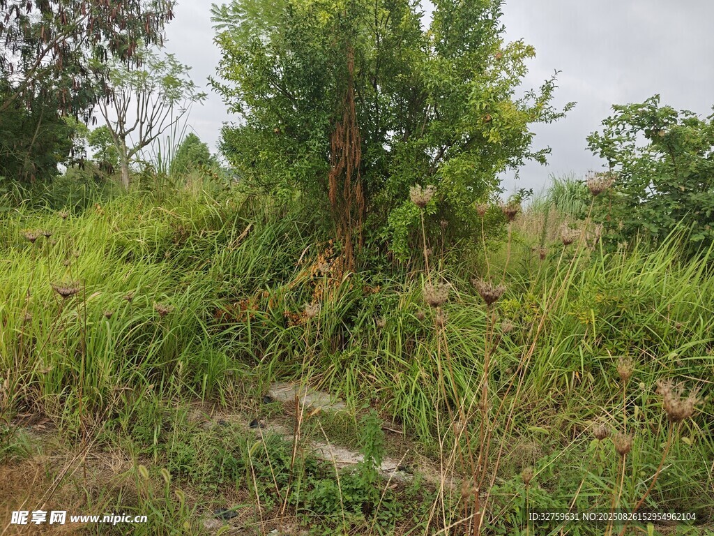 野外繁茂綠植景觀
