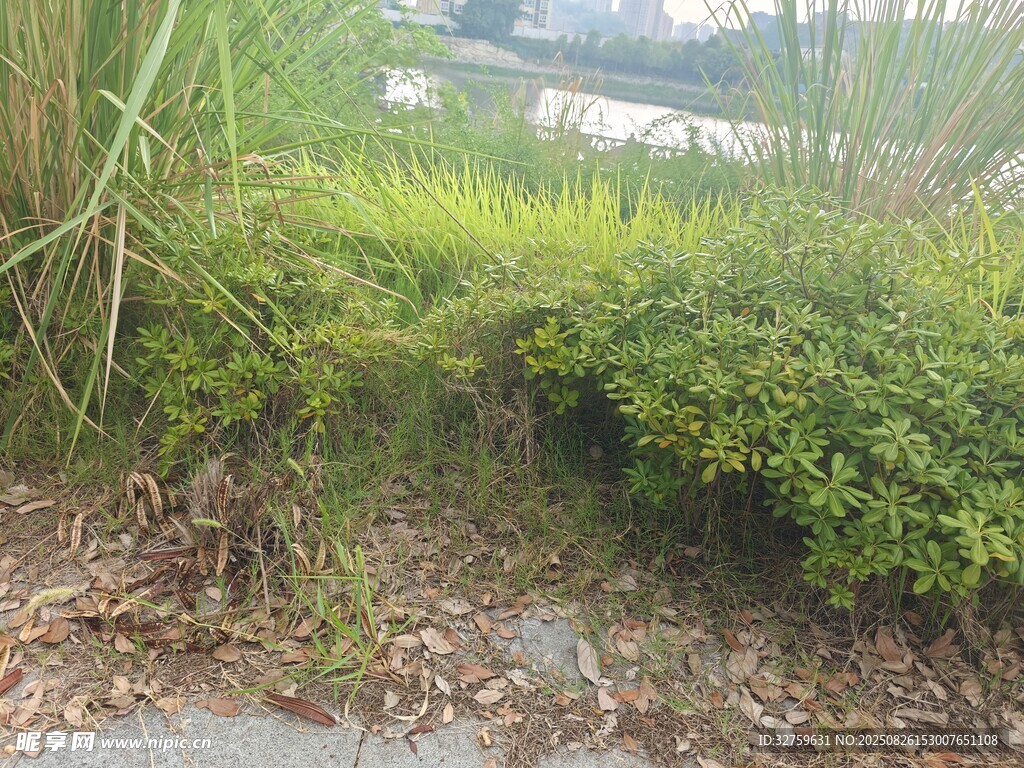 野外叢生的綠色植物