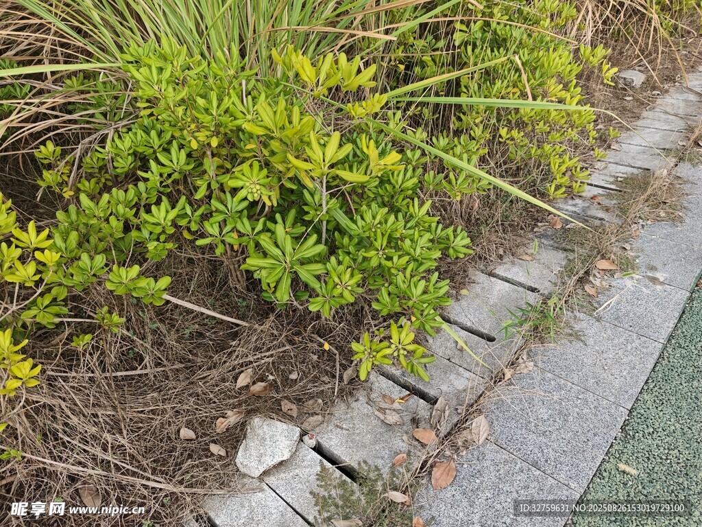 路邊綠植與磚石景觀