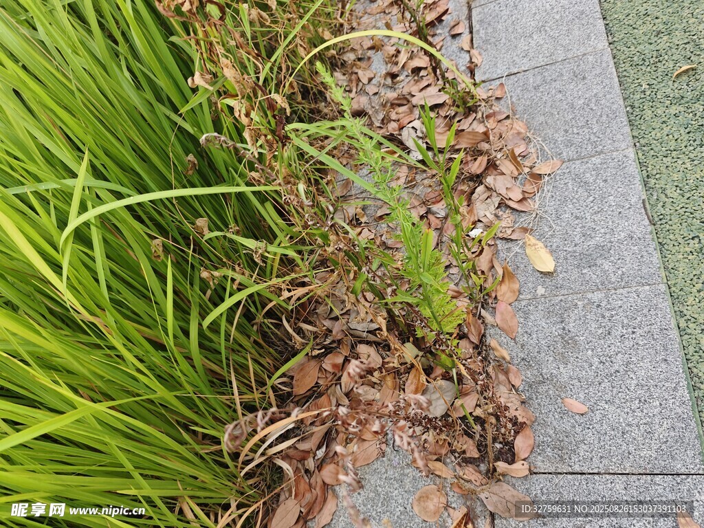路邊枯萎與茂盛植物對比