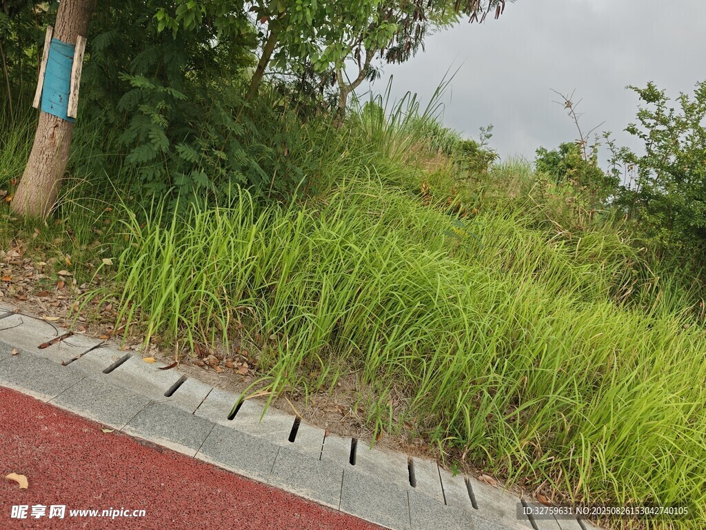 路邊茂盛的綠色草叢