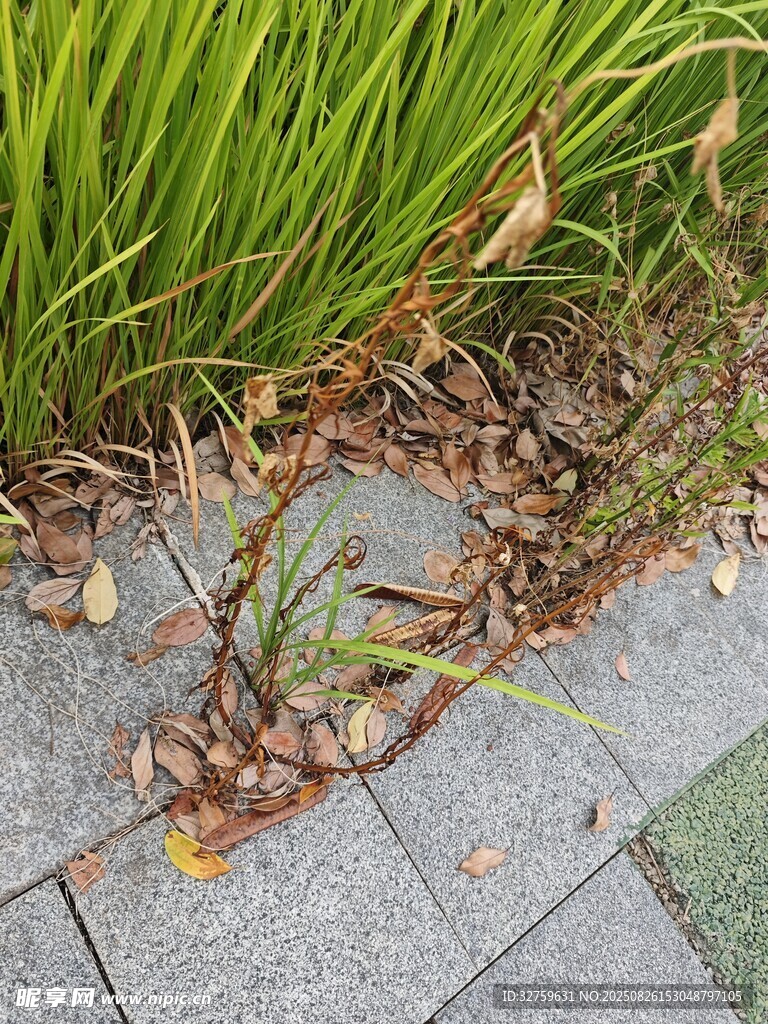 路邊衰敗植物與磚石景觀