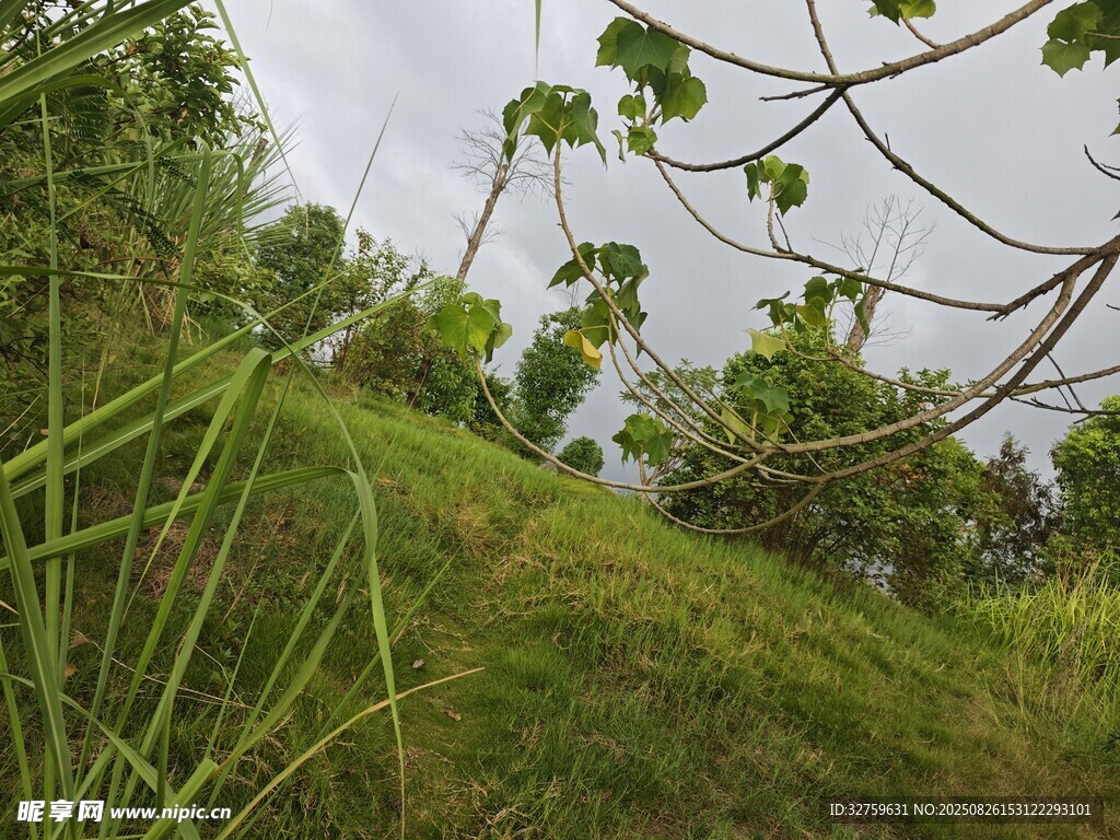 綠意盎然的戶外草地景觀