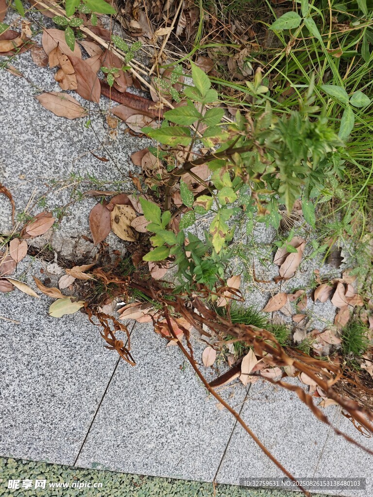 路邊草叢中的枯葉與綠植