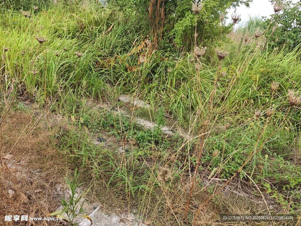 野外倒伏樹木與繁茂植被