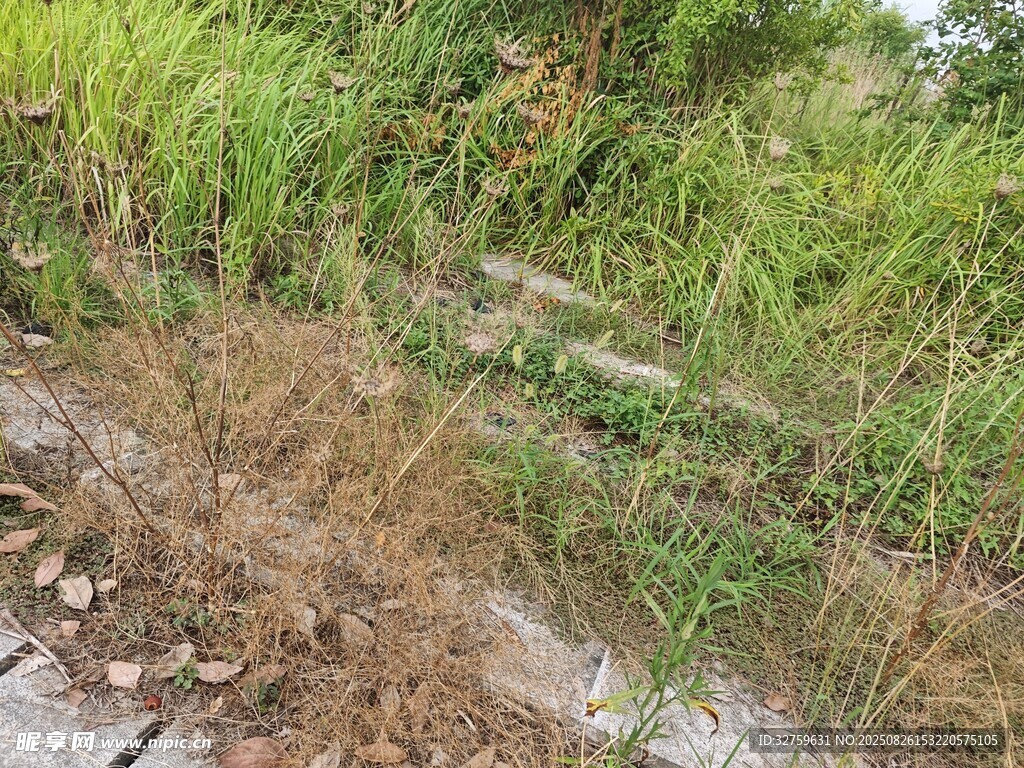野外雜草叢生的地面場景