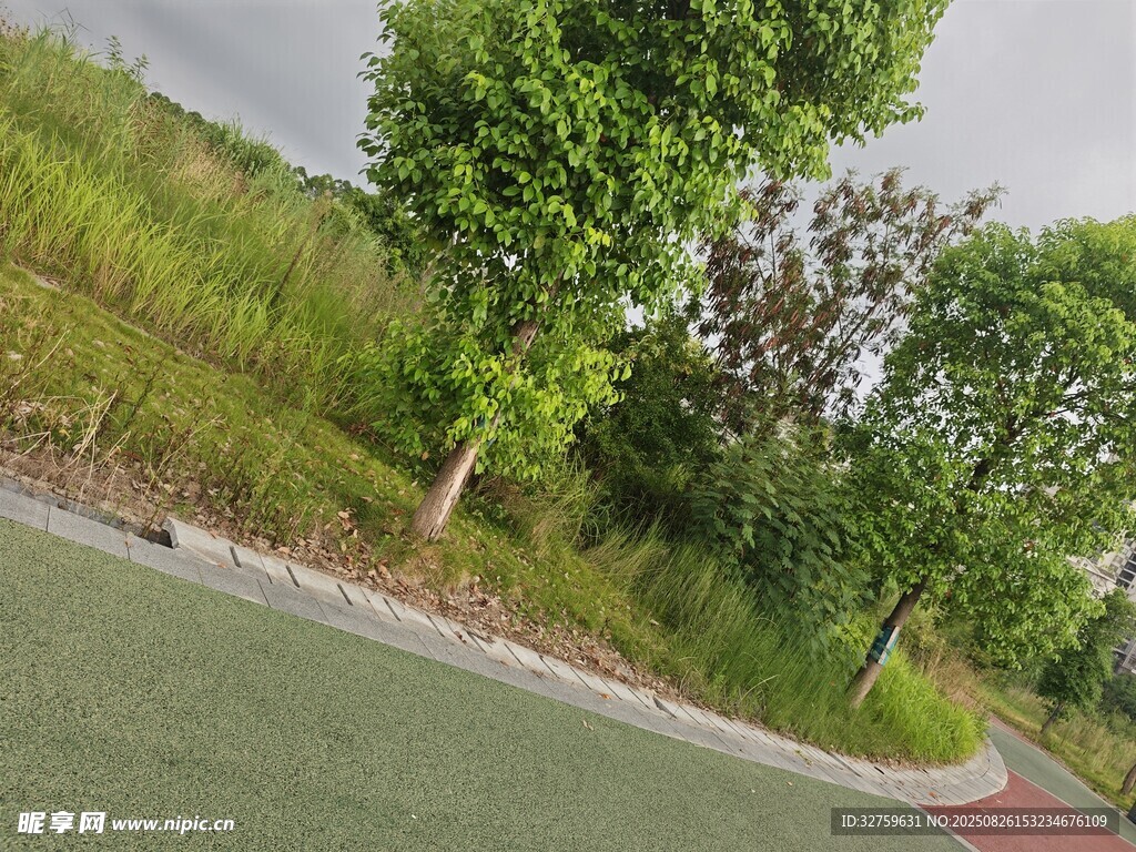 路邊綠樹與草地景觀