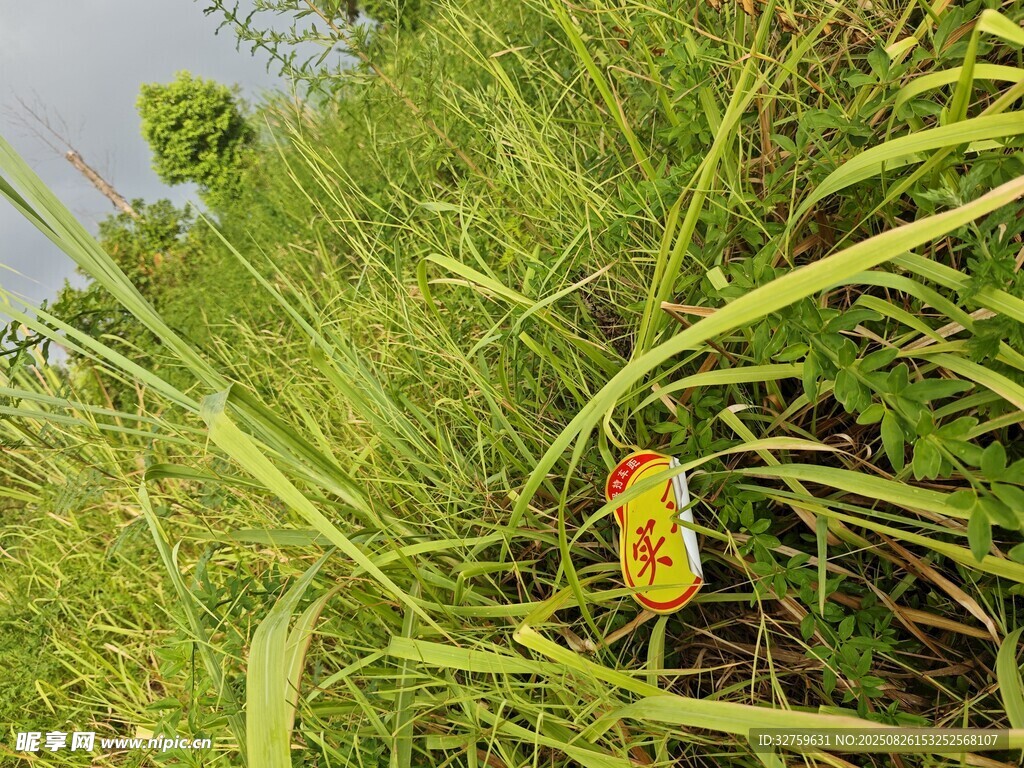 草叢中的多彩昆蟲(chóng)