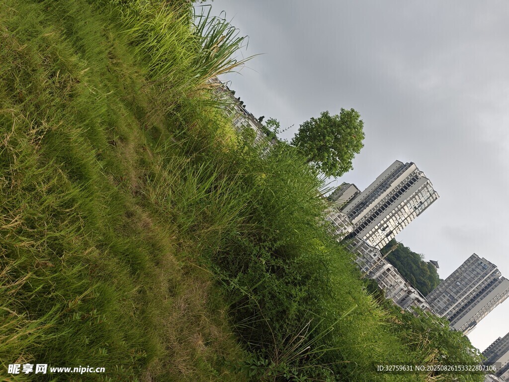草地旁的城市建筑景觀