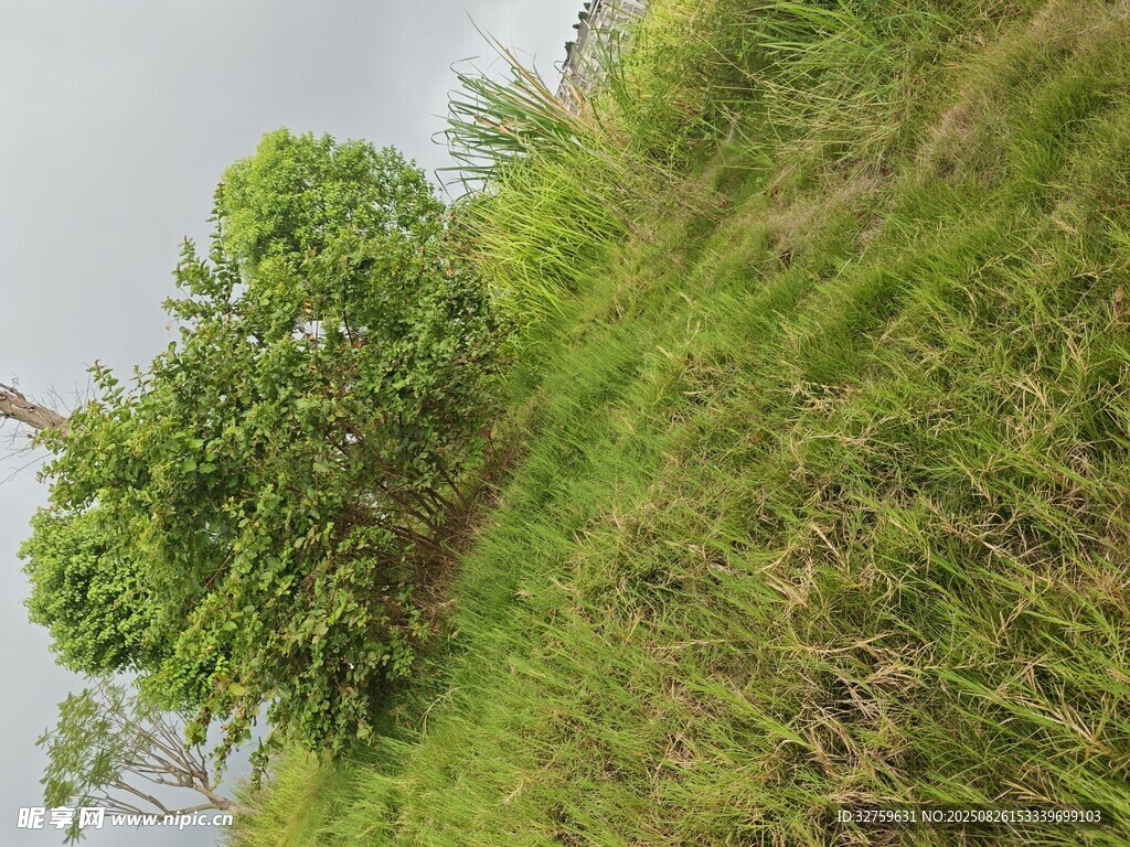 綠意盎然的野外植被景觀