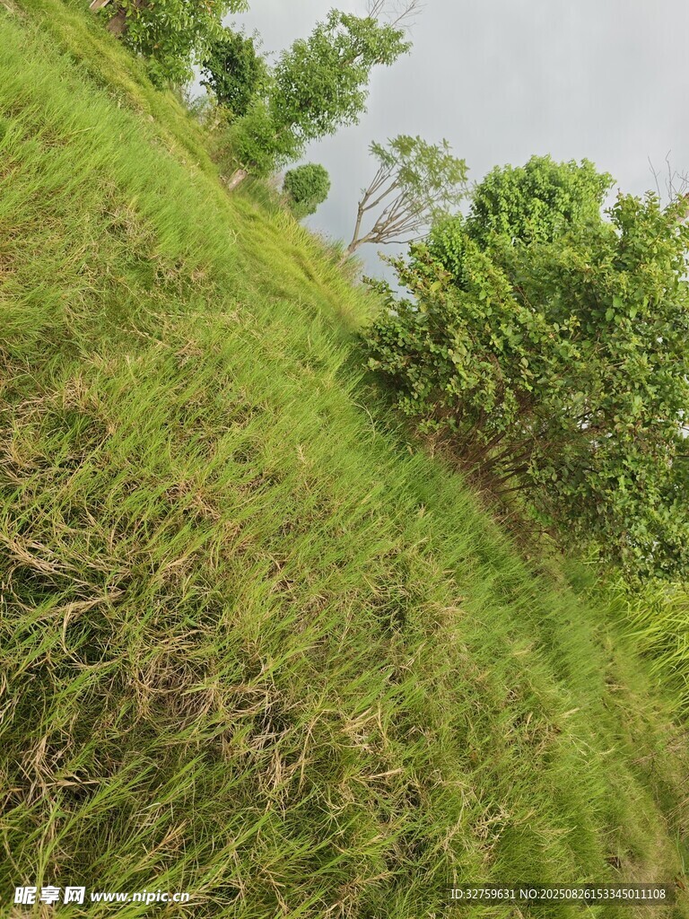綠意盎然的草地與樹木