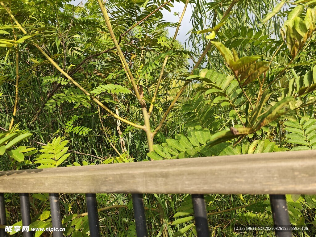 透過欄桿望蔥郁綠植