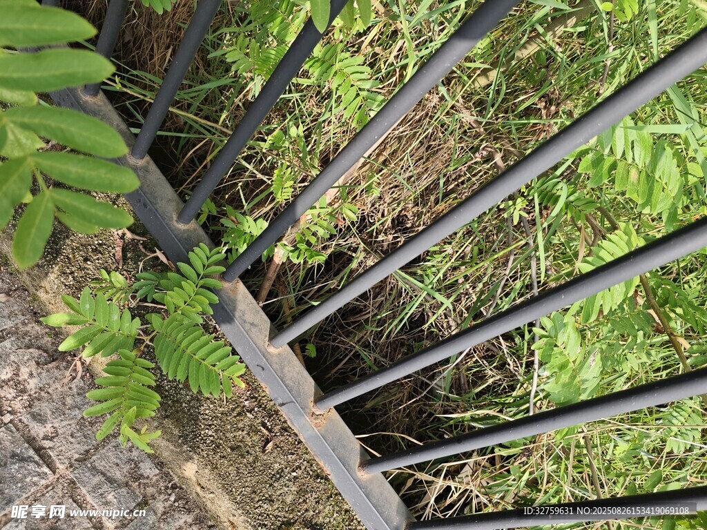 鐵藝圍欄旁的綠植景觀