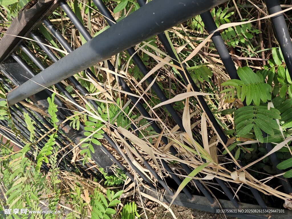 黑色欄桿旁的雜草植物