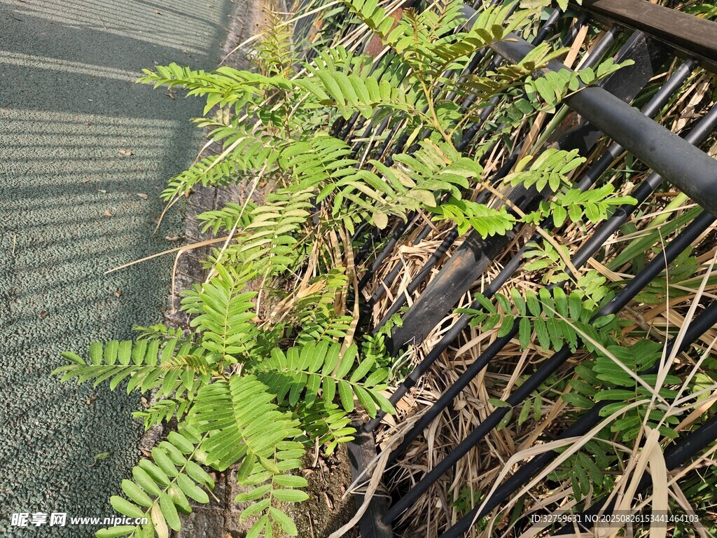 墻邊生長的嫩綠蕨類植物