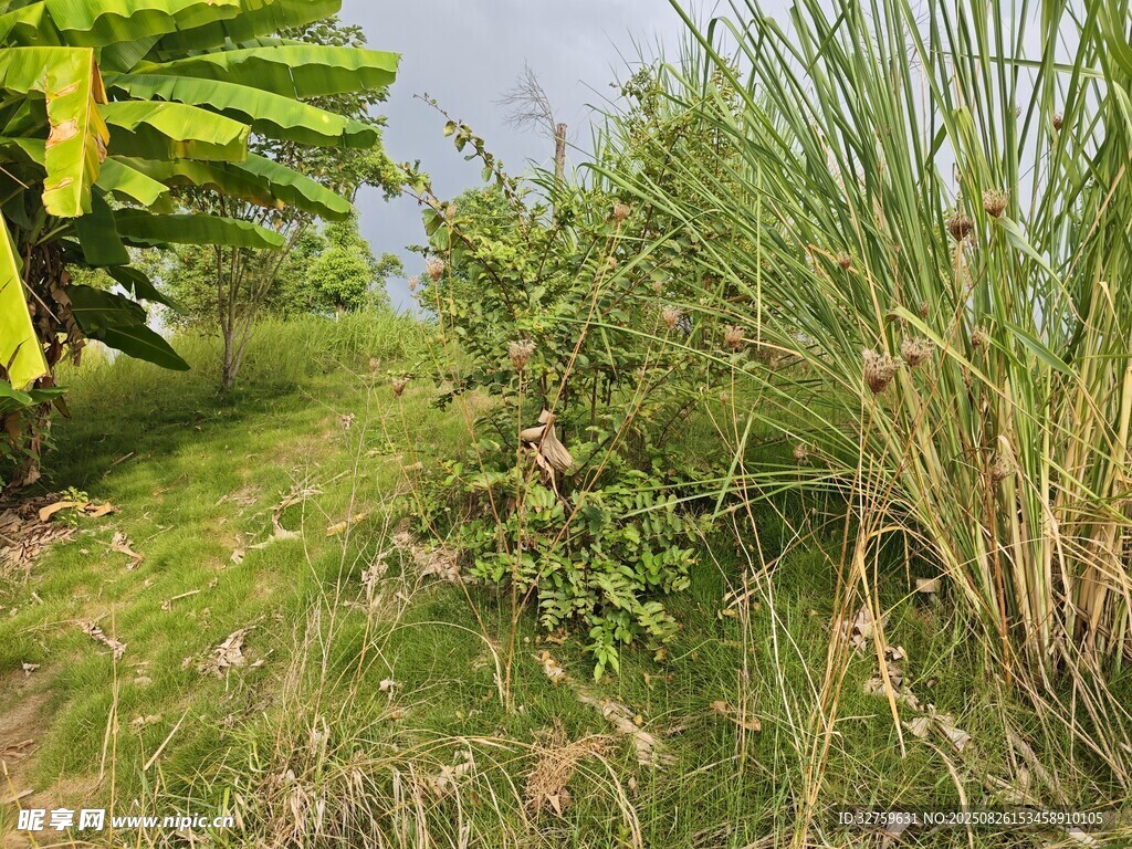 野外綠植叢生的自然景象
