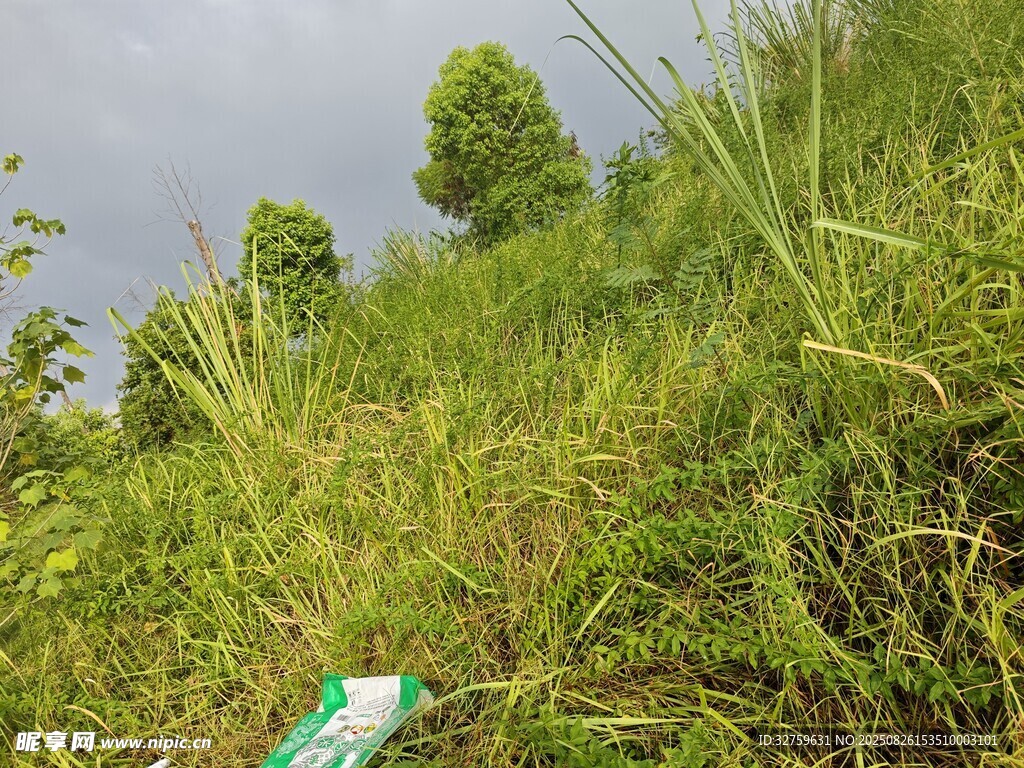 山坡上的翠綠草地與小樹(shù)