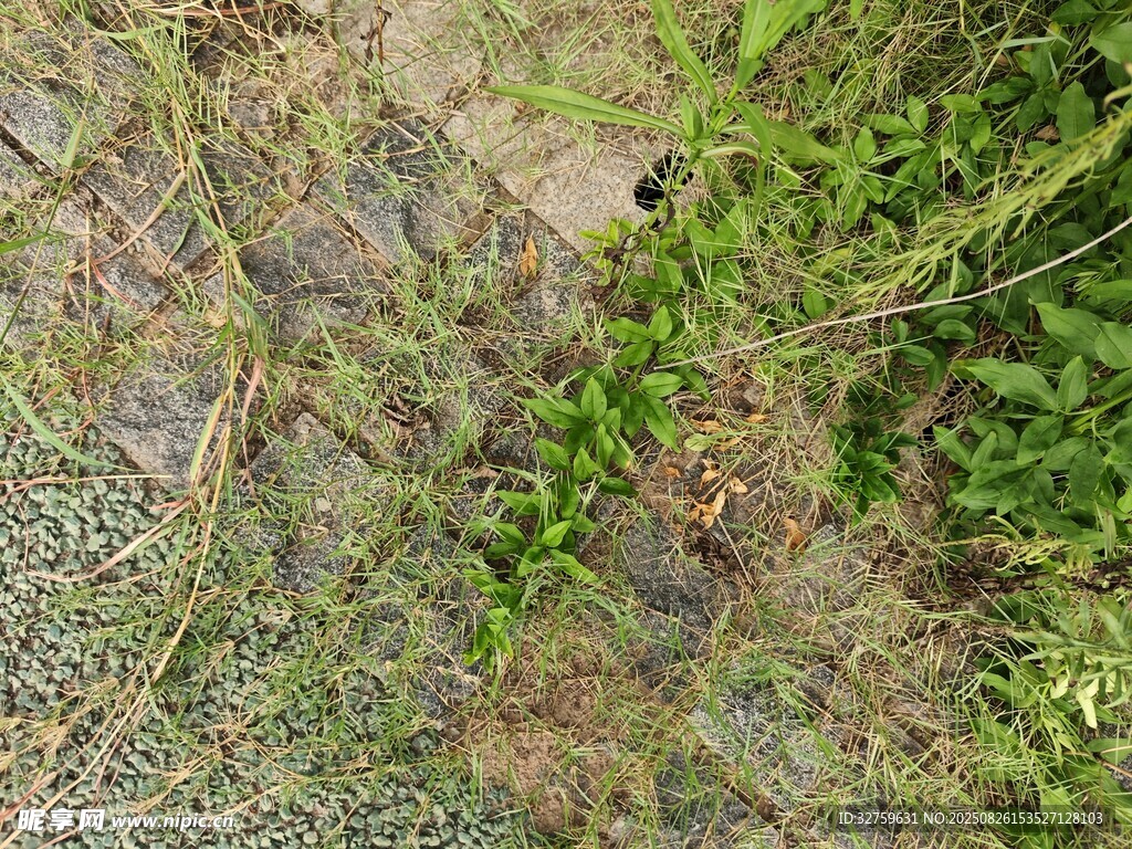 地面上的綠植與土壤