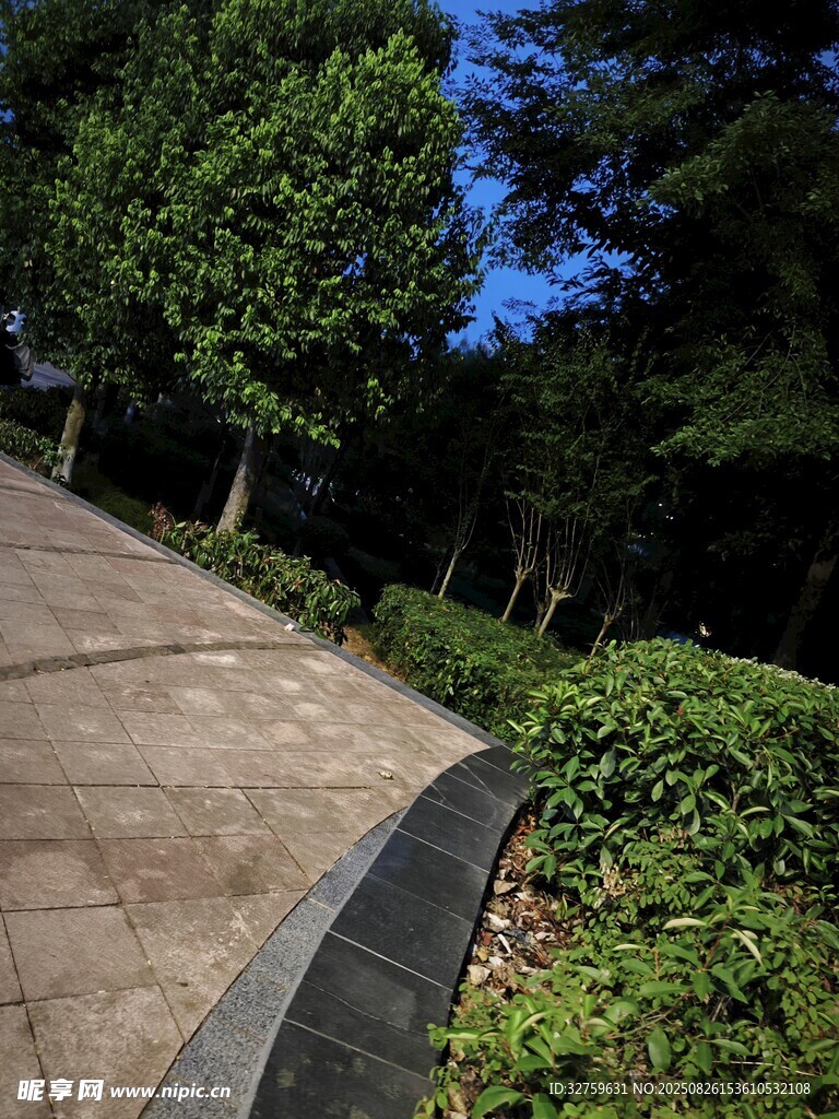 公園小徑旁的綠植景觀