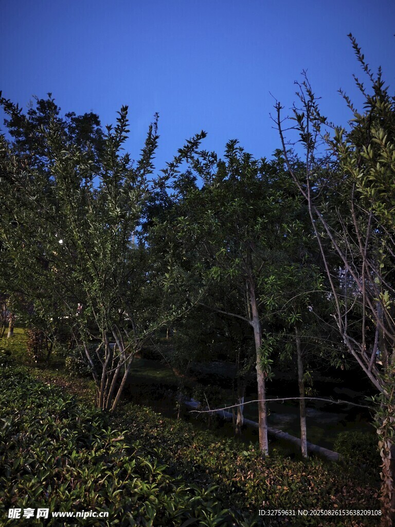 夜幕下的樹林景觀