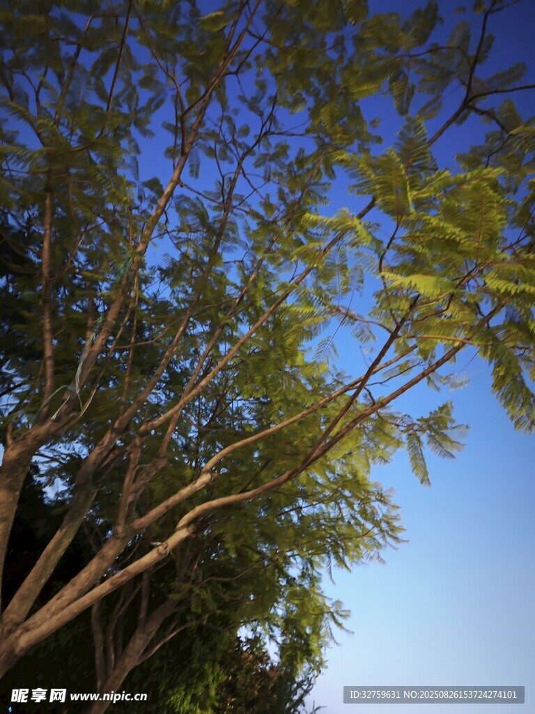 藍(lán)天映襯下的繁茂樹(shù)枝